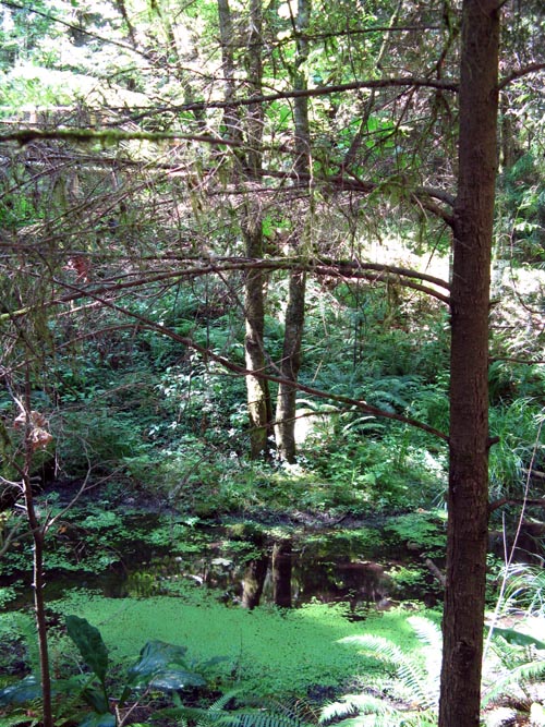 Cliffhanger Boardwalk, Rainforest, Capilano Suspension Bridge, North Vancouver, BC, Canada