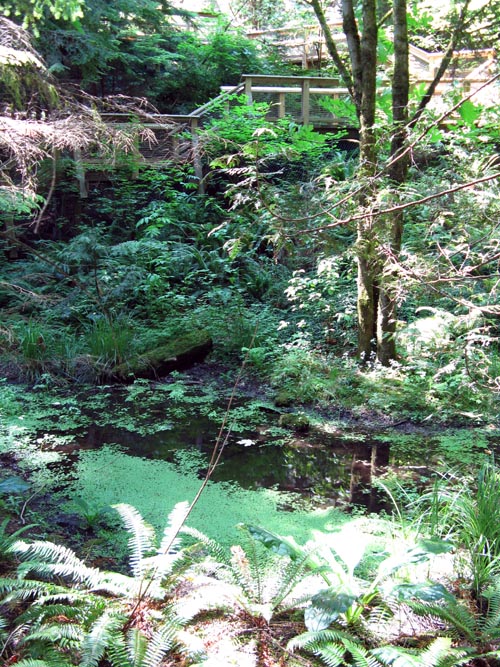 Cliffhanger Boardwalk, Rainforest, Capilano Suspension Bridge, North Vancouver, BC, Canada