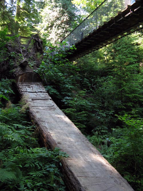 Cliffhanger Boardwalk, Rainforest, Capilano Suspension Bridge, North Vancouver, BC, Canada