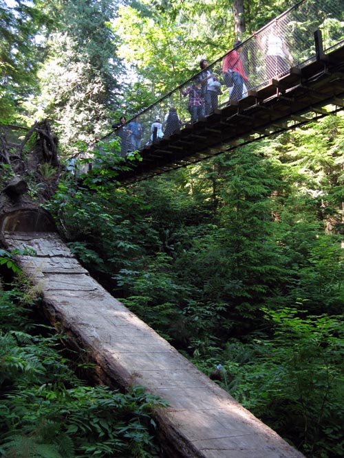 Cliffhanger Boardwalk, Rainforest, Capilano Suspension Bridge, North Vancouver, BC, Canada