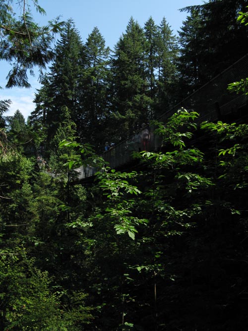 Cliffhanger Boardwalk, Rainforest, Capilano Suspension Bridge, North Vancouver, BC, Canada