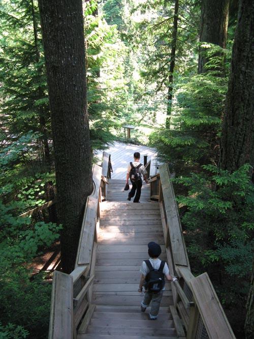 Cliffhanger Boardwalk, Rainforest, Capilano Suspension Bridge, North Vancouver, BC, Canada
