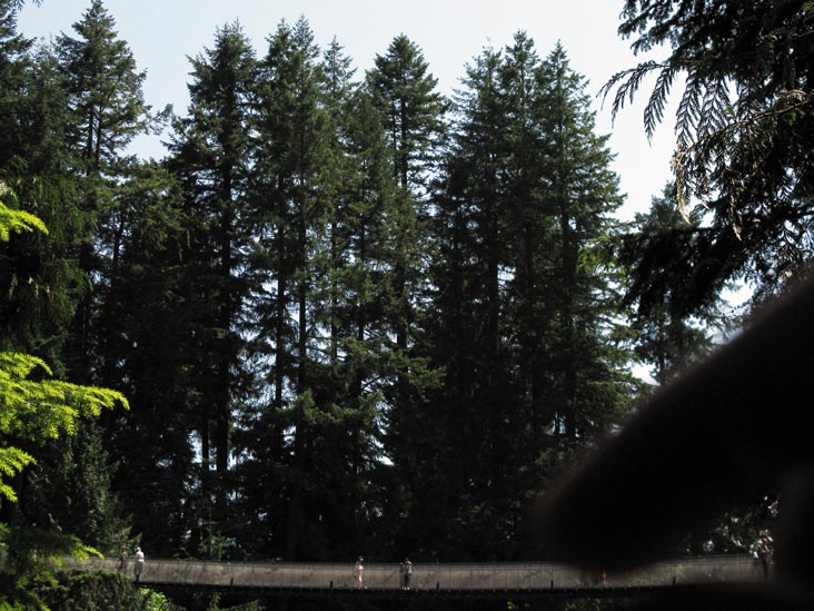 Suspension Bridge From Observation Deck, Cliffhanger Boardwalk, Rainforest, Capilano Suspension Bridge, North Vancouver, BC, Canada