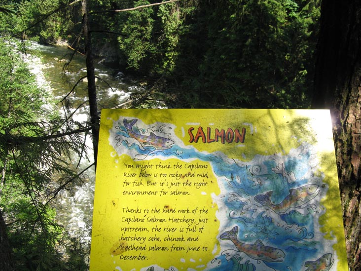 Observation Deck, Cliffhanger Boardwalk, Rainforest, Capilano Suspension Bridge, North Vancouver, BC, Canada