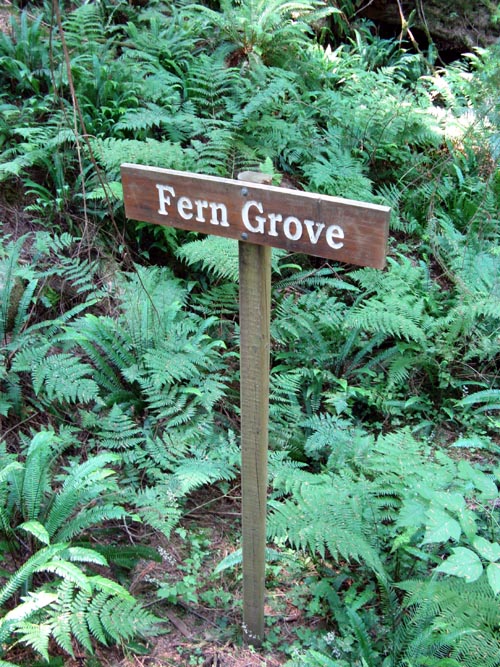 Fern Grove, Cliffhanger Boardwalk, Rainforest, Capilano Suspension Bridge, North Vancouver, BC, Canada