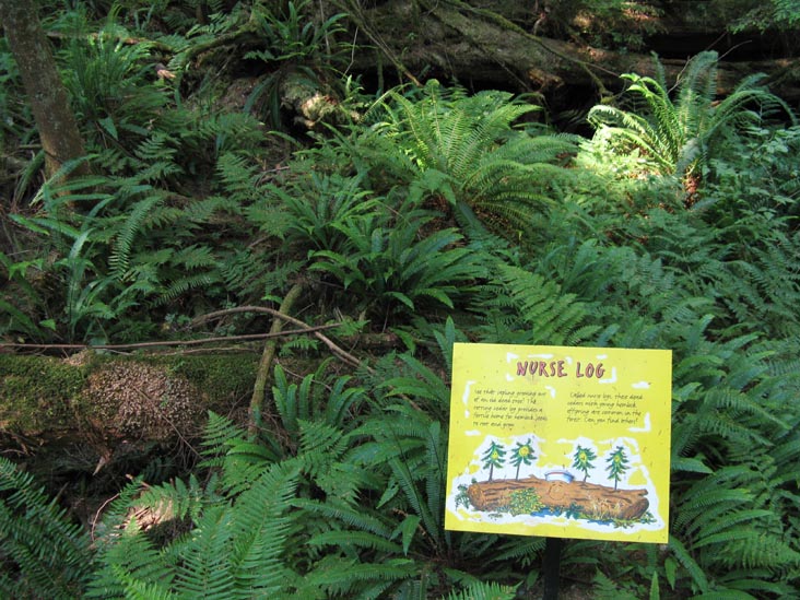 Nurse Log, Cliffhanger Boardwalk, Rainforest, Capilano Suspension Bridge, North Vancouver, BC, Canada