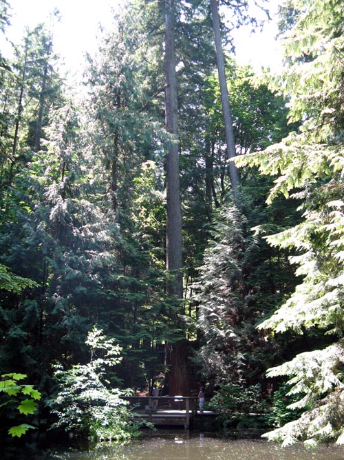 Pond, Rainforest, Capilano Suspension Bridge, North Vancouver, BC, Canada