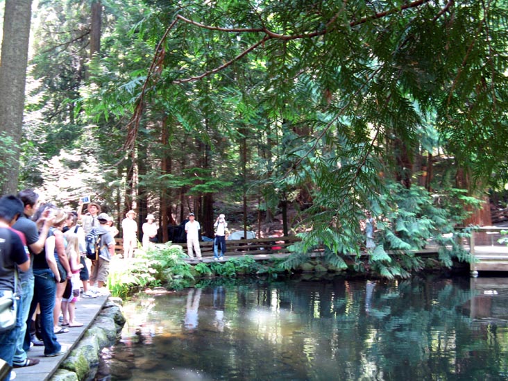 Trout Pond, Rainforest, Capilano Suspension Bridge, North Vancouver, BC, Canada