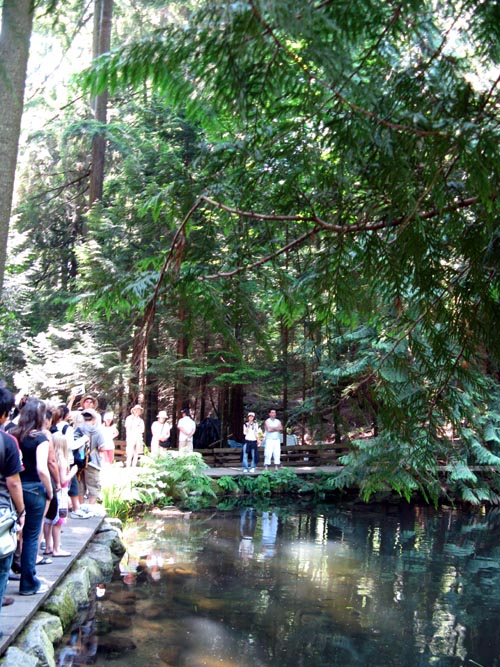 Trout Pond, Rainforest, Capilano Suspension Bridge, North Vancouver, BC, Canada