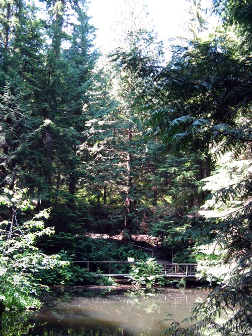 Trout Pond, Rainforest, Capilano Suspension Bridge, North Vancouver, BC, Canada