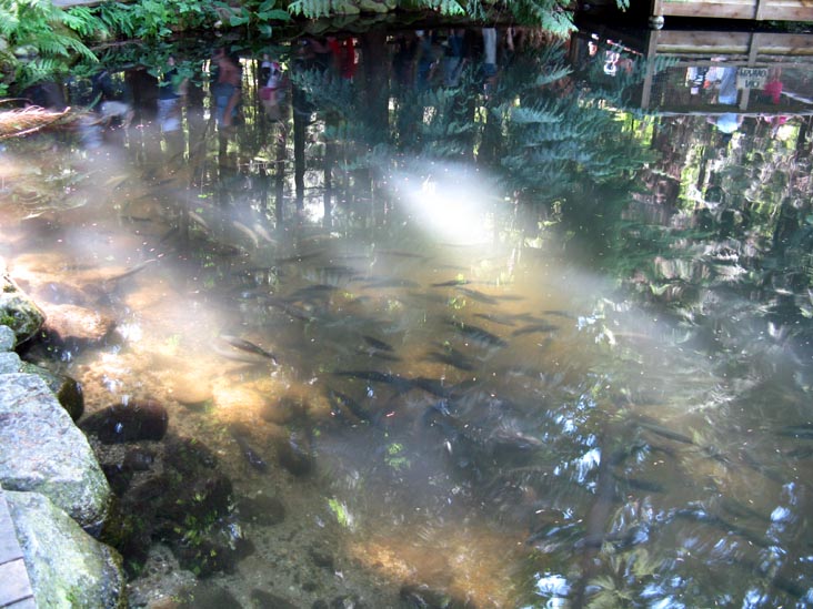 Trout Pond, Rainforest, Capilano Suspension Bridge, North Vancouver, BC, Canada