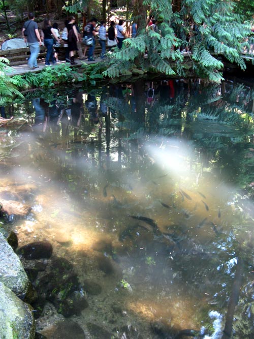 Trout Pond, Rainforest, Capilano Suspension Bridge, North Vancouver, BC, Canada