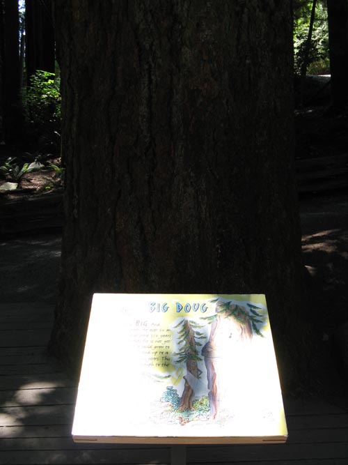 Big Doug Douglas Fir Tree, Rainforest, Capilano Suspension Bridge, North Vancouver, BC, Canada