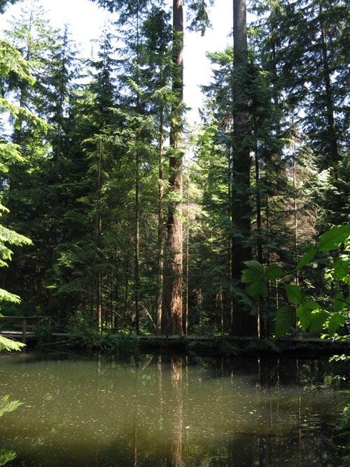 Pond, Rainforest, Capilano Suspension Bridge, North Vancouver, BC, Canada