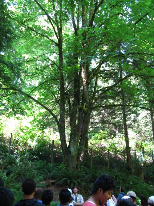 Rainforest Tour, Capilano Suspension Bridge, North Vancouver, BC, Canada