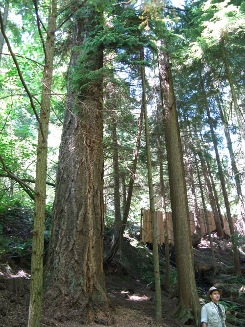 Rainforest Tour, Capilano Suspension Bridge, North Vancouver, BC, Canada