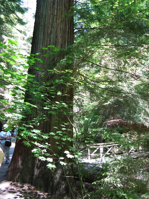 Grandma Capilano Douglas Fir Tree, Rainforest, Capilano Suspension Bridge, North Vancouver, BC, Canada