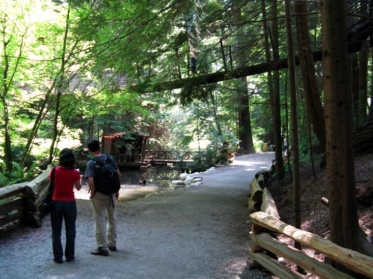 Rainforest, Capilano Suspension Bridge, North Vancouver, BC, Canada