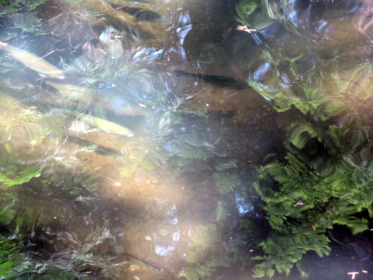 Rainbow Trout, Rainforest, Capilano Suspension Bridge, North Vancouver, BC, Canada
