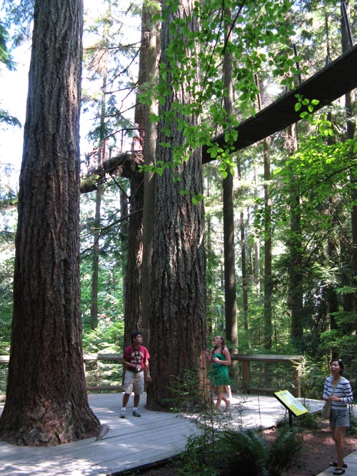 Douglas Fir Trees, Rainforest, Capilano Suspension Bridge, North Vancouver, BC, Canada