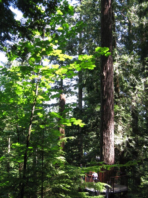 Treetops Adventure, Rainforest, Capilano Suspension Bridge, North Vancouver, BC, Canada