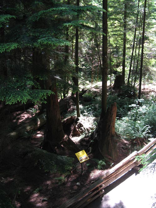 Treetops Adventure, Rainforest, Capilano Suspension Bridge, North Vancouver, BC, Canada