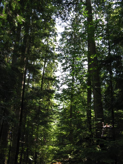 Treetops Adventure, Rainforest, Capilano Suspension Bridge, North Vancouver, BC, Canada