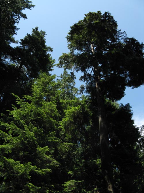 Treetops Adventure, Rainforest, Capilano Suspension Bridge, North Vancouver, BC, Canada
