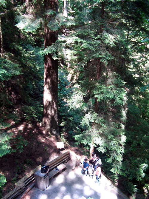 Treetops Adventure, Rainforest, Capilano Suspension Bridge, North Vancouver, BC, Canada