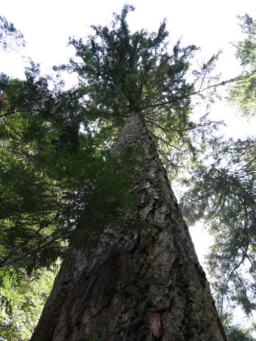 Treetops Adventure, Rainforest, Capilano Suspension Bridge, North Vancouver, BC, Canada