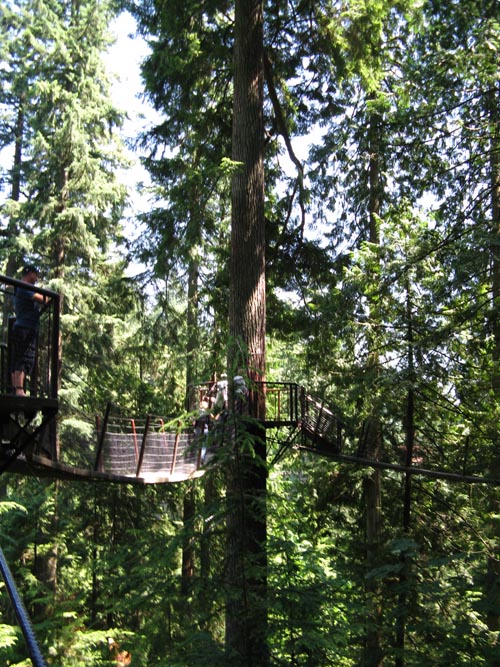 Treetops Adventure, Rainforest, Capilano Suspension Bridge, North Vancouver, BC, Canada