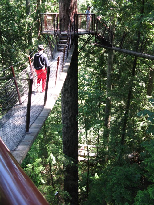 Treetops Adventure, Rainforest, Capilano Suspension Bridge, North Vancouver, BC, Canada