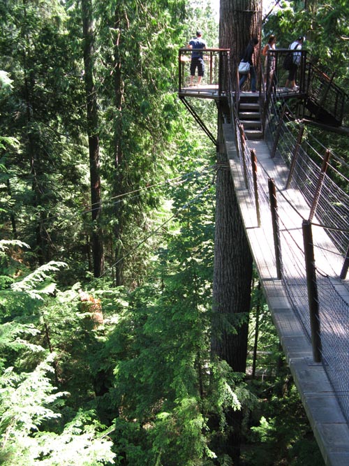 Treetops Adventure, Rainforest, Capilano Suspension Bridge, North Vancouver, BC, Canada
