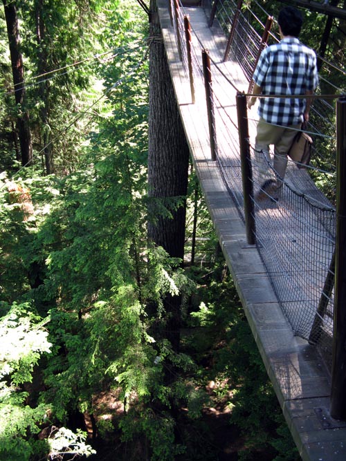 Treetops Adventure, Rainforest, Capilano Suspension Bridge, North Vancouver, BC, Canada