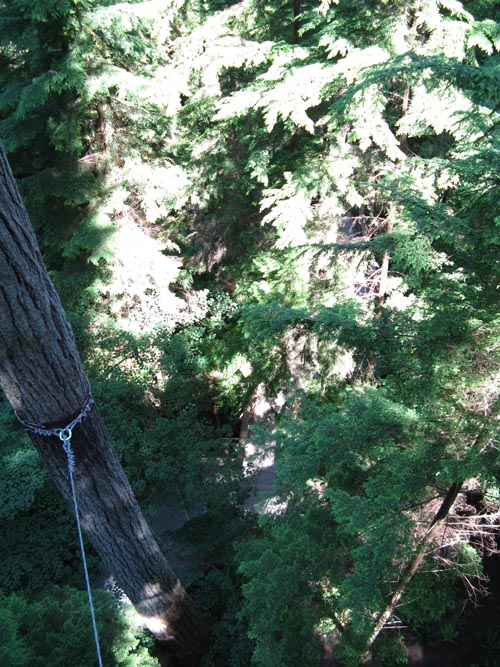Treetops Adventure, Rainforest, Capilano Suspension Bridge, North Vancouver, BC, Canada