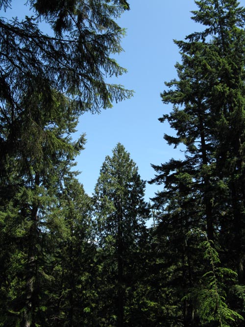 Treetops Adventure, Rainforest, Capilano Suspension Bridge, North Vancouver, BC, Canada