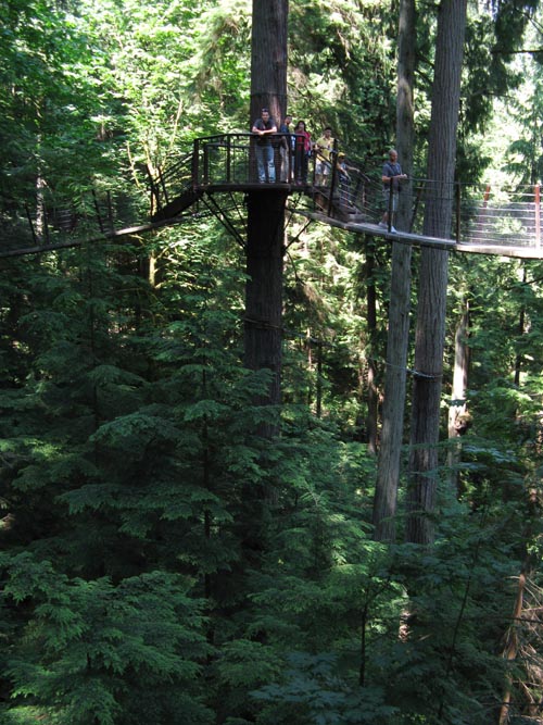 Treetops Adventure, Rainforest, Capilano Suspension Bridge, North Vancouver, BC, Canada