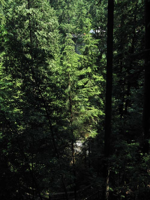 Treetops Adventure, Rainforest, Capilano Suspension Bridge, North Vancouver, BC, Canada