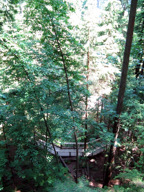 Treetops Adventure, Rainforest, Capilano Suspension Bridge, North Vancouver, BC, Canada
