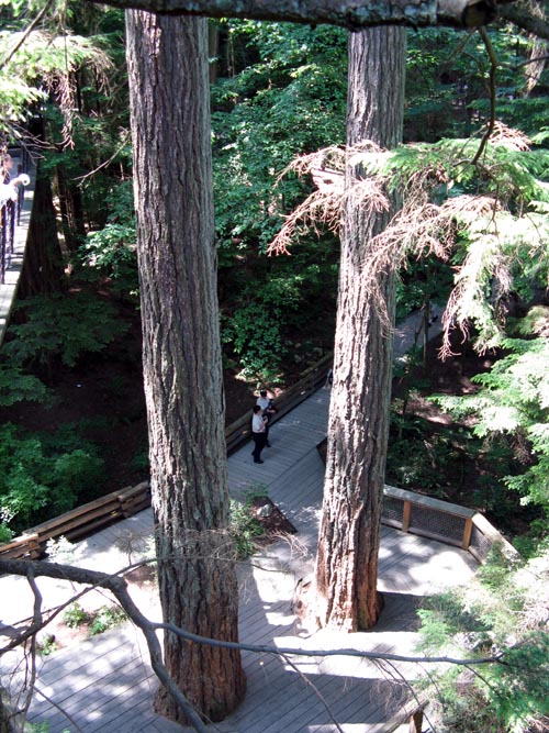Treetops Adventure, Rainforest, Capilano Suspension Bridge, North Vancouver, BC, Canada