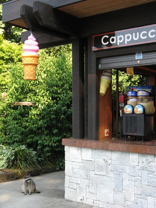 Raccoon, Prospect Point Lookout, Stanley Park, Vancouver, BC, Canada