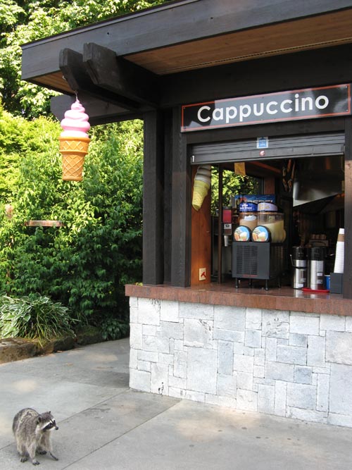 Raccoon, Prospect Point Lookout, Stanley Park, Vancouver, BC, Canada