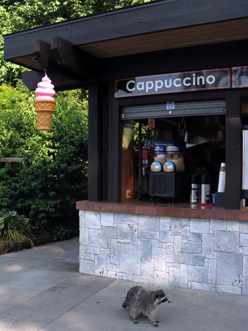 Raccoon, Prospect Point Lookout, Stanley Park, Vancouver, BC, Canada