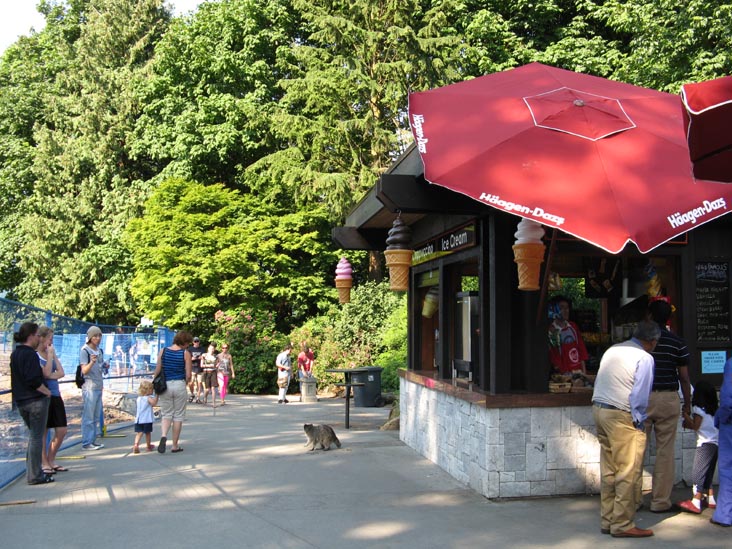 Raccoon, Prospect Point Lookout, Stanley Park, Vancouver, BC, Canada