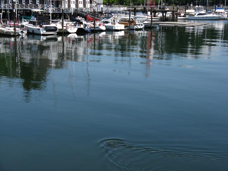 Sea Otter, Seawall Walk, Stanley Park, Vancouver, BC, Canada