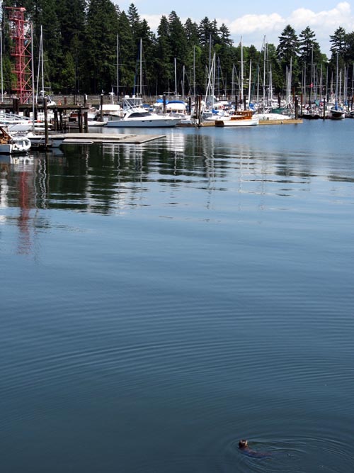 Sea Otter, Seawall Walk, Stanley Park, Vancouver, BC, Canada