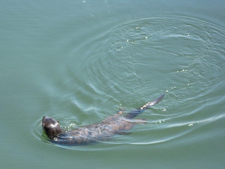 Sea Otter, Seawall Walk, Stanley Park, Vancouver, BC, Canada