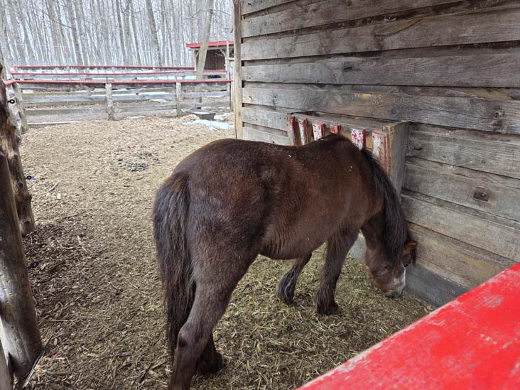 Horse Barn, Cabane &agrave; Sucre Constantin Gr&eacute;goire, Saint-Esprit, Canada, April 7, 2026