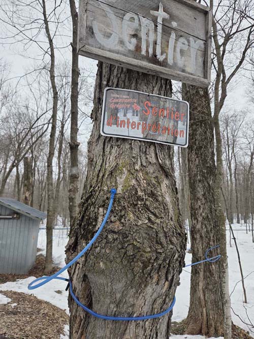 Interpretive Trail, Cabane &agrave; Sucre Constantin Gr&eacute;goire, Saint-Esprit, Canada, April 7, 2026