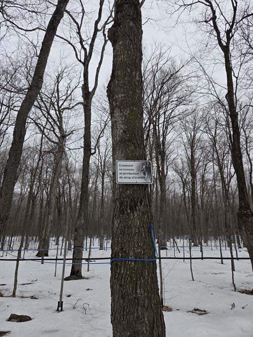 Maple Trees, Cabane à Sucre Constantin Grégoire, Saint-Esprit, Canada, April 7, 2026